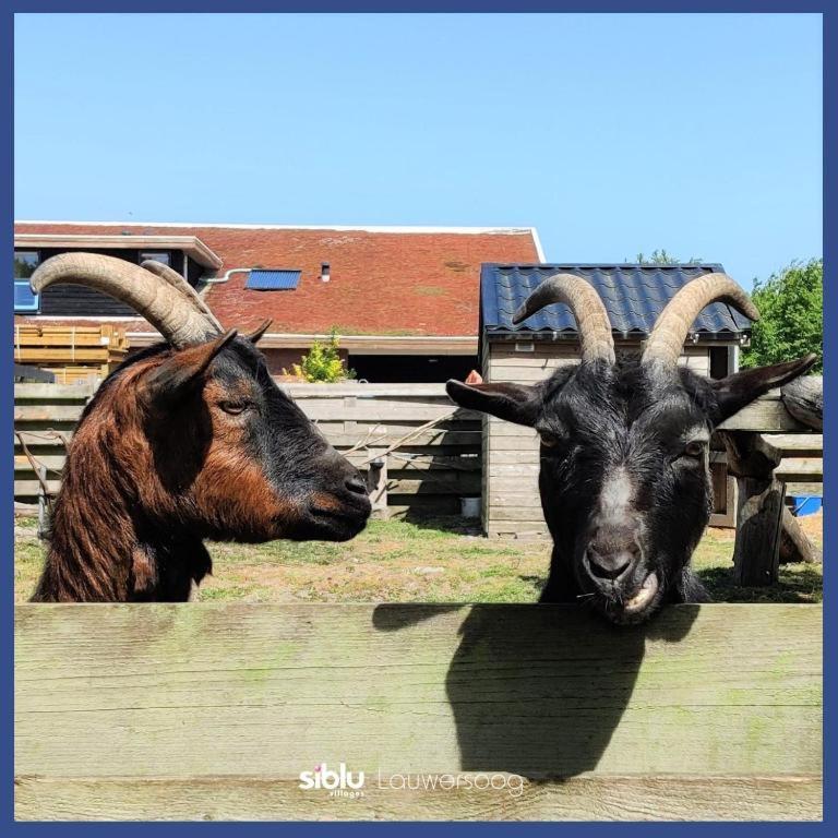 Enjoy Natur, See Und Meer Chalet Lauwersoog- 1-6 Pers- 3 Schlafzimmer, 2 Badezimmer- Fruehes Einchecken Ab 14 Uhr Экстерьер фото