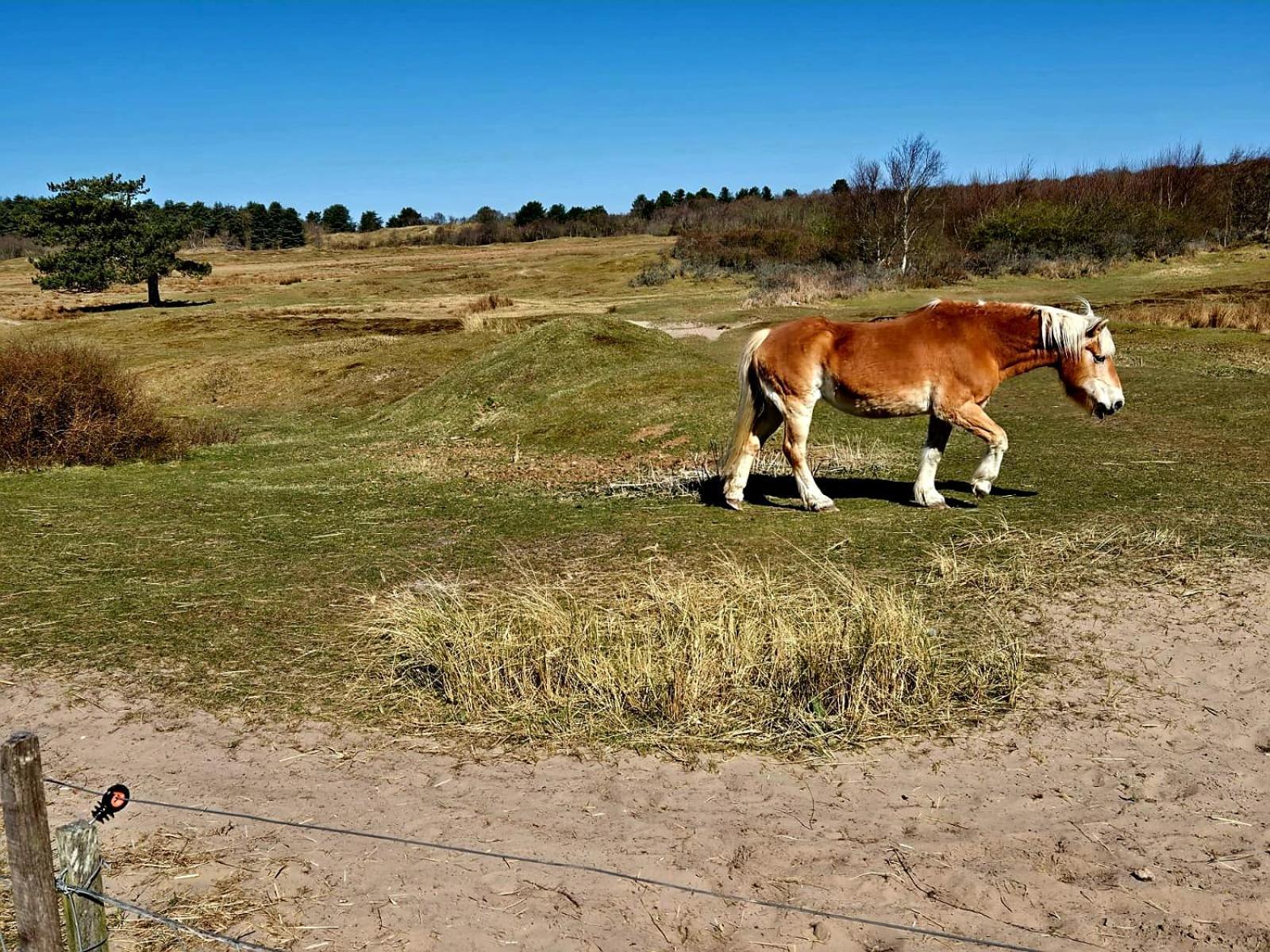 Enjoy Natur, See Und Meer Chalet Lauwersoog- 1-6 Pers- 3 Schlafzimmer, 2 Badezimmer- Fruehes Einchecken Ab 14 Uhr Экстерьер фото